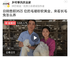 蒙陰長毛兔采毛方法與注意事項，你了解嗎