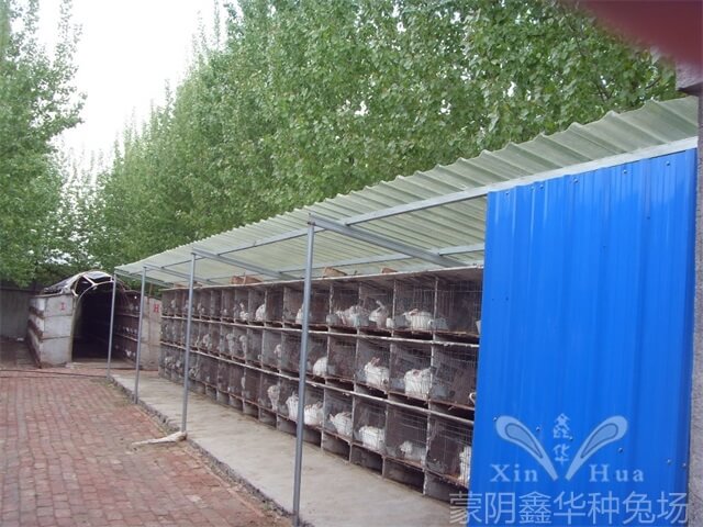 長毛兔養(yǎng)殖