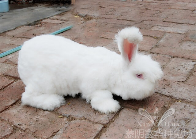 長毛兔養(yǎng)殖