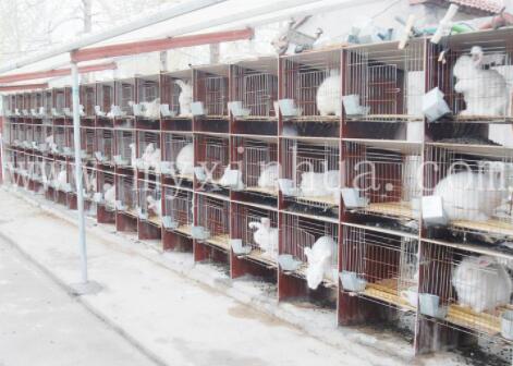 蒙陰長(zhǎng)毛兔的采毛方法您知道嗎?