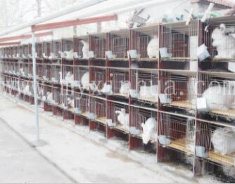 長(zhǎng)毛兔的自然交配技術(shù)