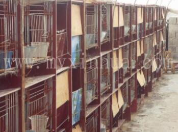 夏天養(yǎng)長(zhǎng)毛兔的7個(gè)小貼士