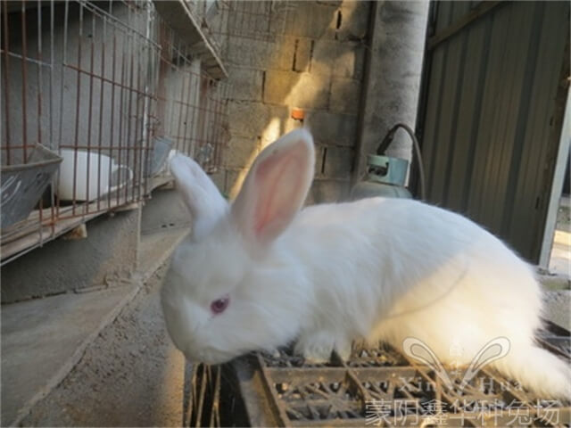 長毛兔吃什么飼料毛長得快？