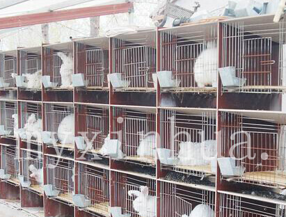 兔子兔腳皮炎是哪些原因造成的？