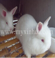 兔業(yè)的綜合優(yōu)勢