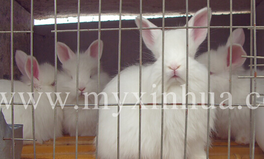 長毛兔養(yǎng)殖增效措施有哪些？