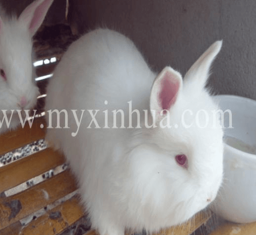 兔場常用的疫苗選擇以及注意事項(xiàng)