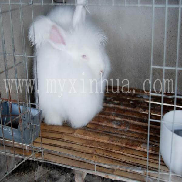 長(zhǎng)毛兔受凍的幾種急救方式