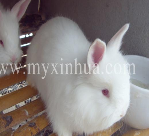 長毛兔的科學(xué)飼養(yǎng)方法