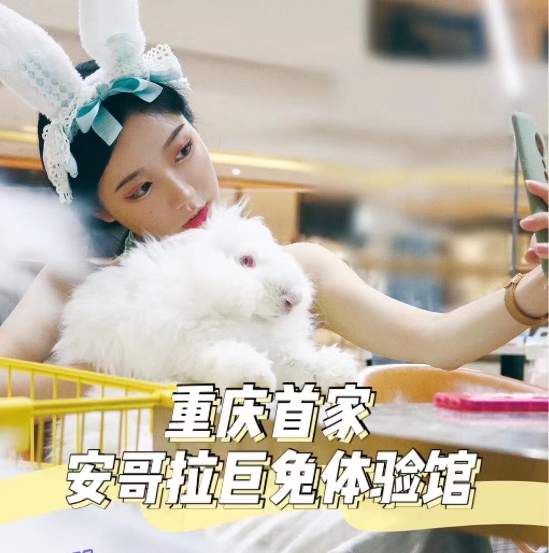 長毛兔能活多久？它的壽命比你想象得長很多！