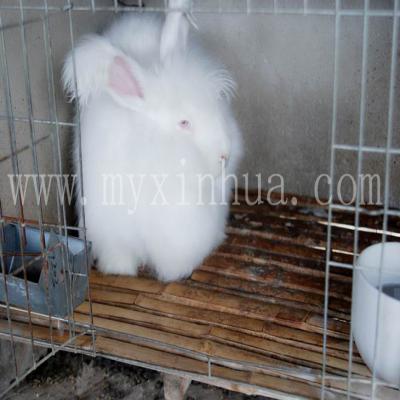 長毛兔的飼養管理上的環境控制要點！