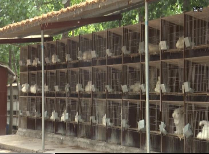 鑫華種兔場(chǎng)  地板磚兔舍